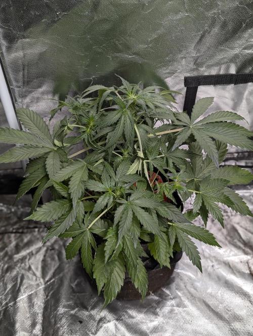 Kabul auto x5. Week 5 - N2