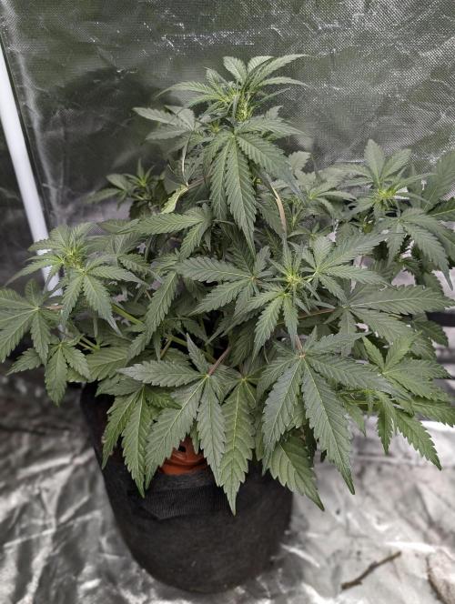 Kabul auto x5. Week 5 - N3