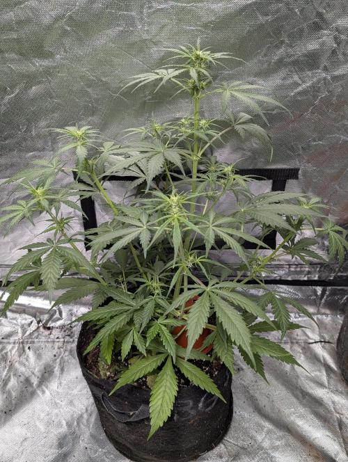 Kabul auto x5. Week 5 - N4