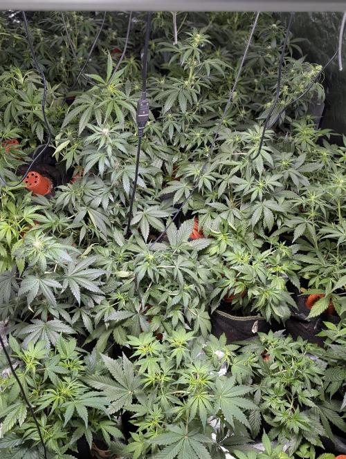 Kabul auto x5. Week 5