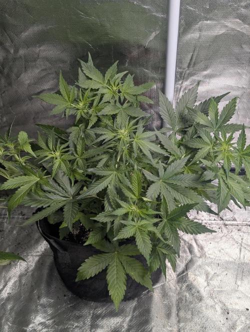 Afghani Bullet x5. Week 5 - N1