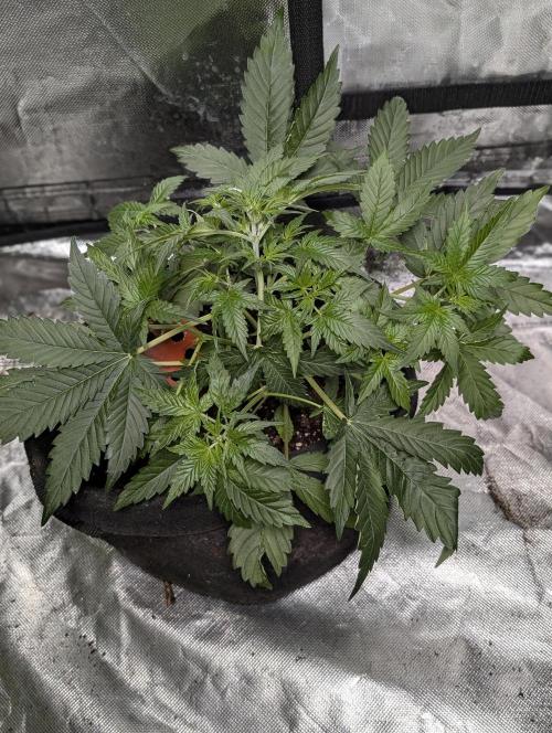 Afghani Bullet x5. Week 5 - N2