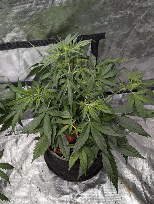 Afghani Bullet x5. Week 5 - N3