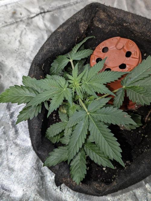 Afghani Bullet x5. Week 5 - N5