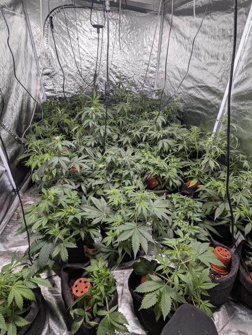 Afghani Bullet x5. Week 5