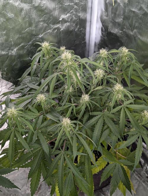 Fractal auto x5. Week 7 - N1