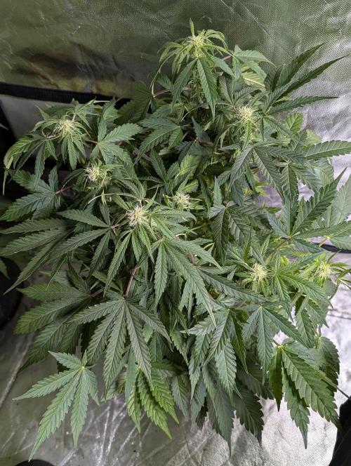 Fractal auto x5. Week 7 - N3