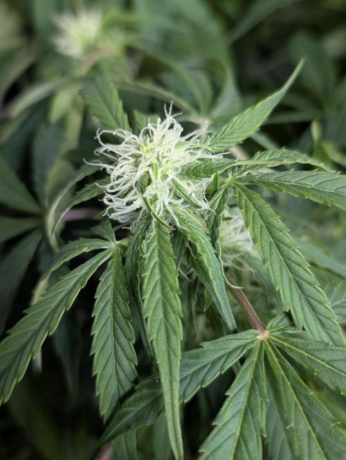 Fractal auto x5. Week 7 - N3