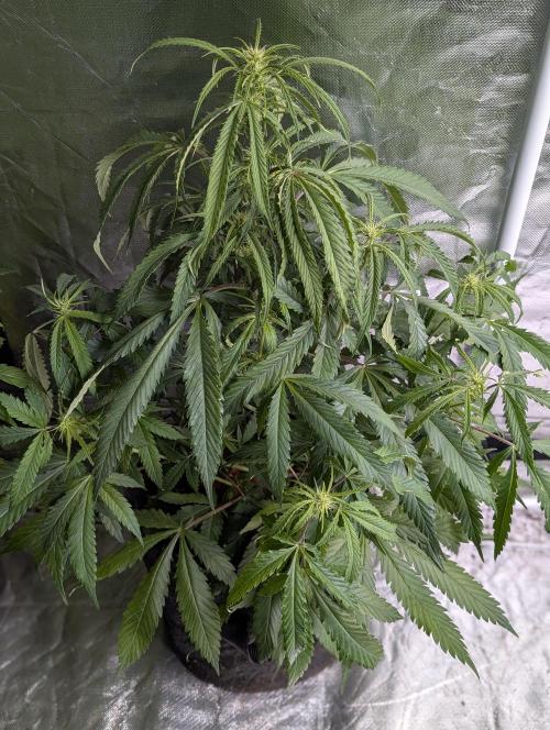 Fractal auto x5. Week 7 - N4