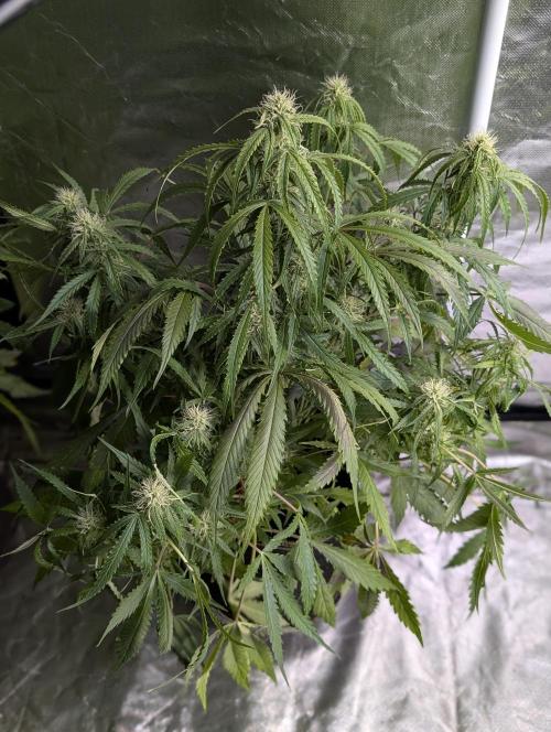 Fractal auto x5. Week 7 - N5