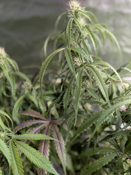 Fractal auto x5. Week 7 - N5