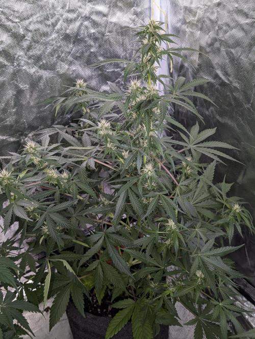 Purple Opium Auto x5. Week 7 - N1