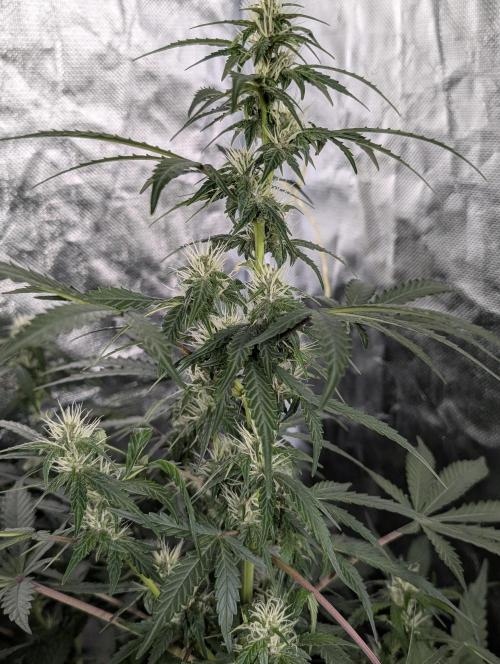 Purple Opium Auto x5. Week 7 - N1