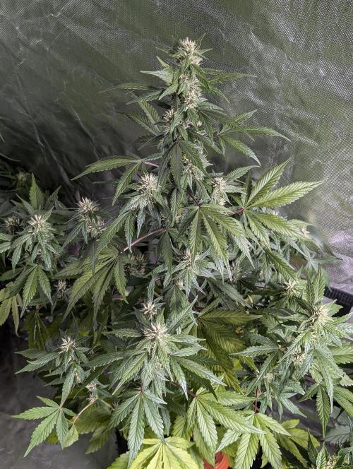 Purple Opium Auto x5. Week 7 - N2