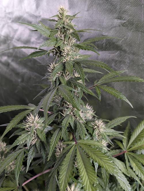 Purple Opium Auto x5. Week 7 - N2