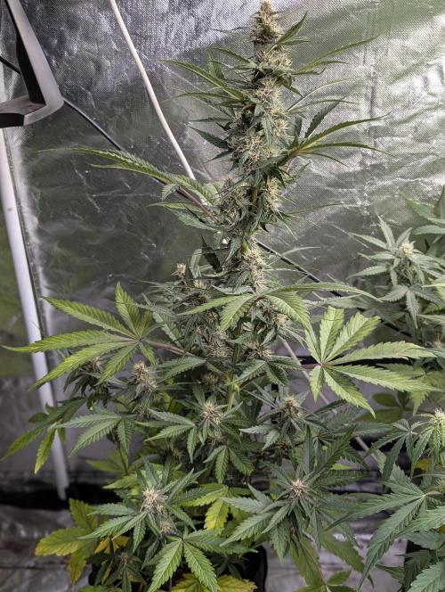 Purple Opium Auto x5. Week 7 - N3