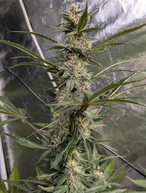 Purple Opium Auto x5. Week 7 - N3