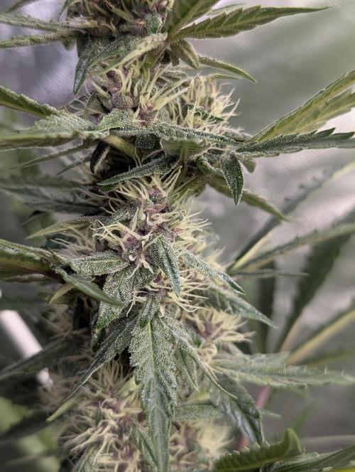 Purple Opium Auto x5. Week 7 - N3