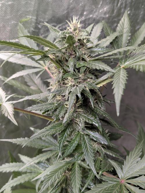 Purple Opium Auto x5. Week 7 - N4