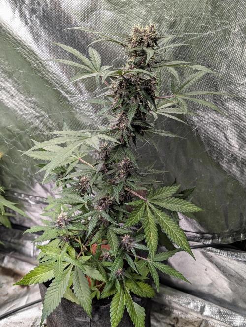 Purple Opium Auto x5. Week 7 - N5
