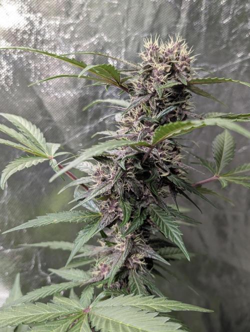 Purple Opium Auto x5. Week 7 - N5