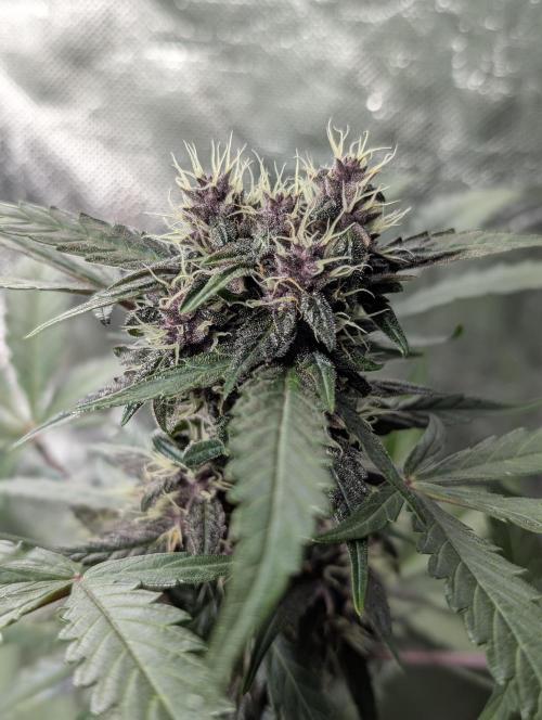 Purple Opium Auto x5. Week 7 - N5