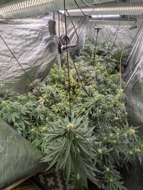 Purple Opium Auto x5. Week 7