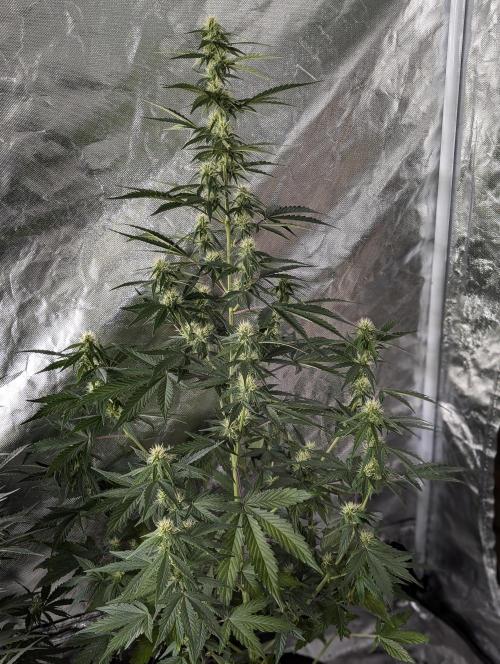 Runtz Auto x4. Week 7 - N1