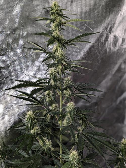 Runtz Auto x4. Week 7 - N1