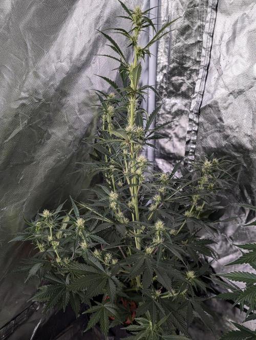 Runtz Auto x4. Week 7 - N2