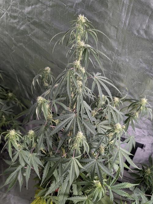 Runtz Auto x4. Week 7 - N3