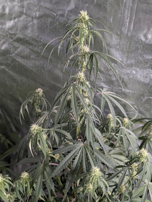 Runtz Auto x4. Week 7 - N3