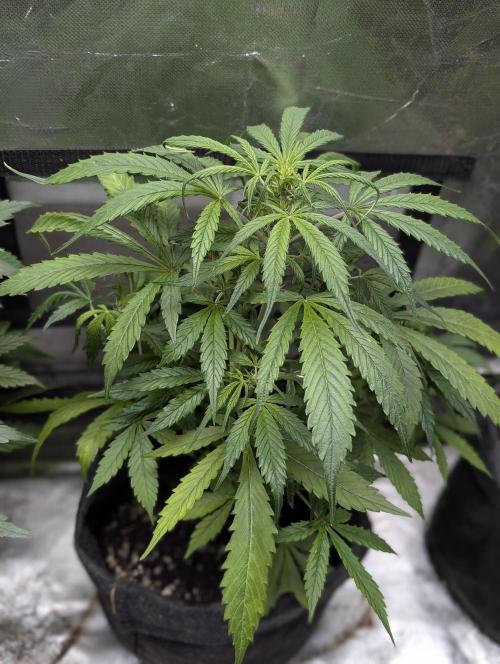 Runtz Auto x4. Week 7 - N4