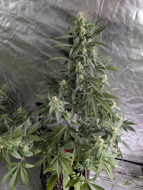 AK 47 XL 3x. Week 7 - N1