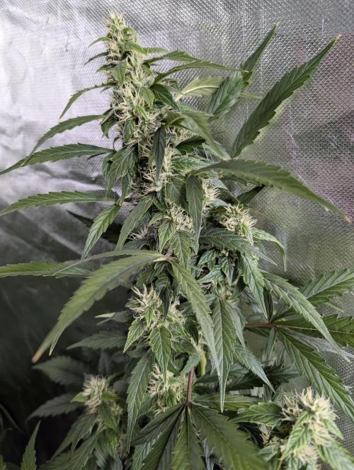 AK 47 XL 3x. Week 7 - N1