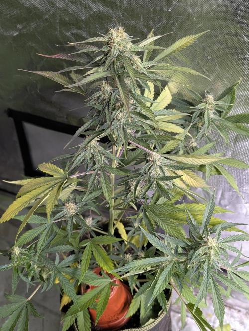 AK 47 XL 3x. Week 7 - N2