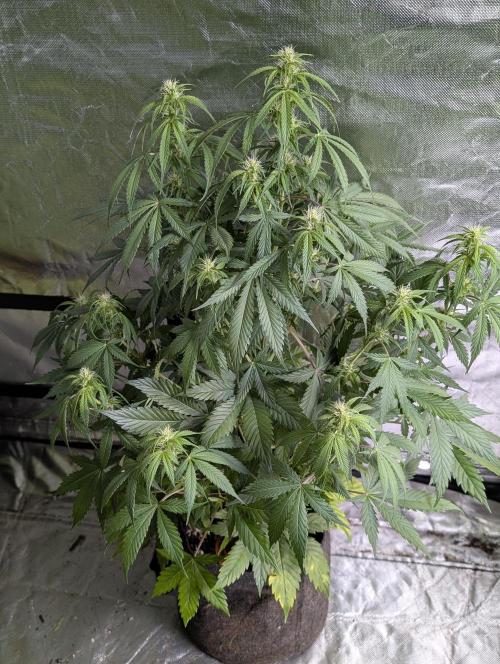 AK 47 XL 3x. Week 7 - N3