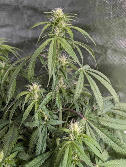 AK 47 XL 3x. Week 7 - N3