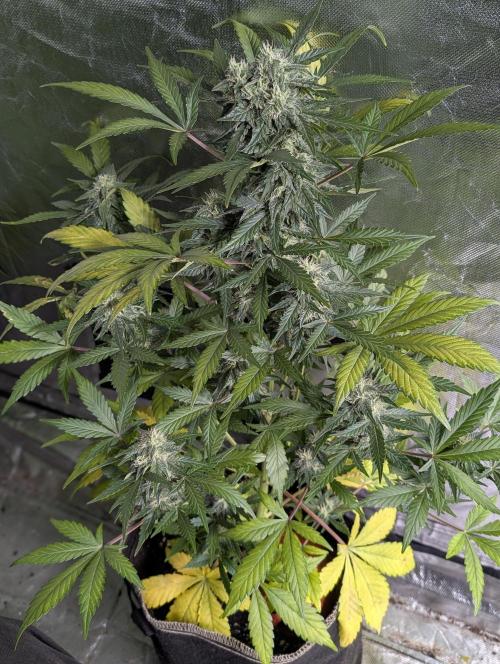 Kabul auto x5. Week 7 - N1