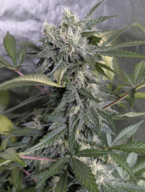 Kabul auto x5. Week 7 - N1