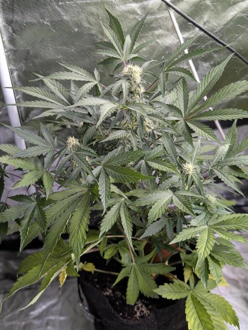 Kabul auto x5. Week 7 - N2