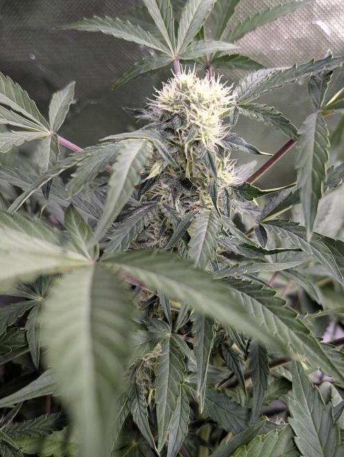 Kabul auto x5. Week 7 - N2