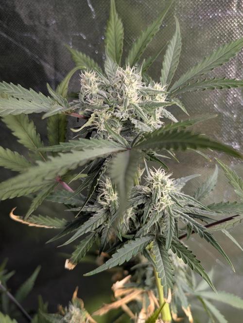 Kabul auto x5. Week 7 - N3