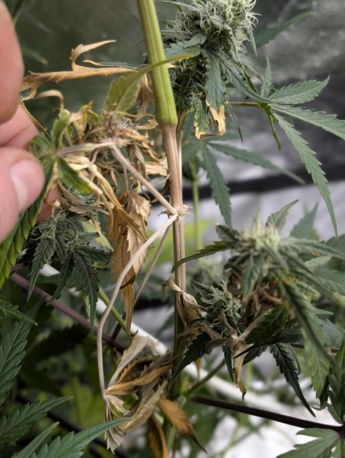 Kabul auto x5. Week 7 - N3