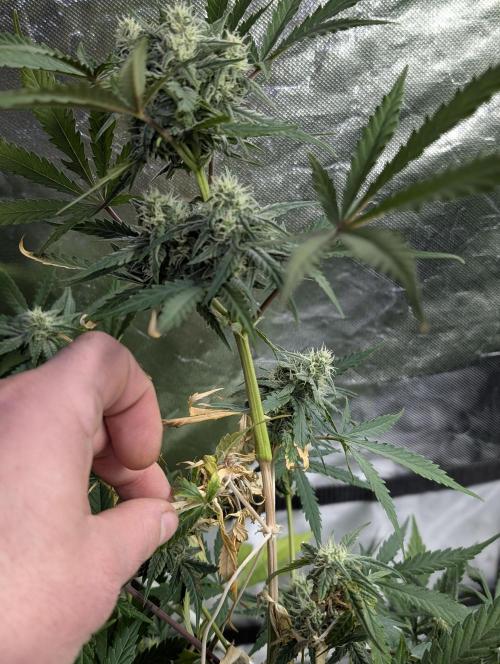 Kabul auto x5. Week 7 - N3