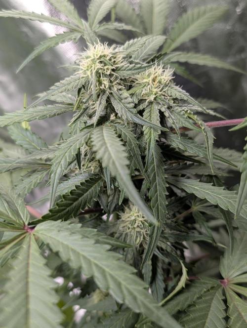 Kabul auto x5. Week 7 - N4