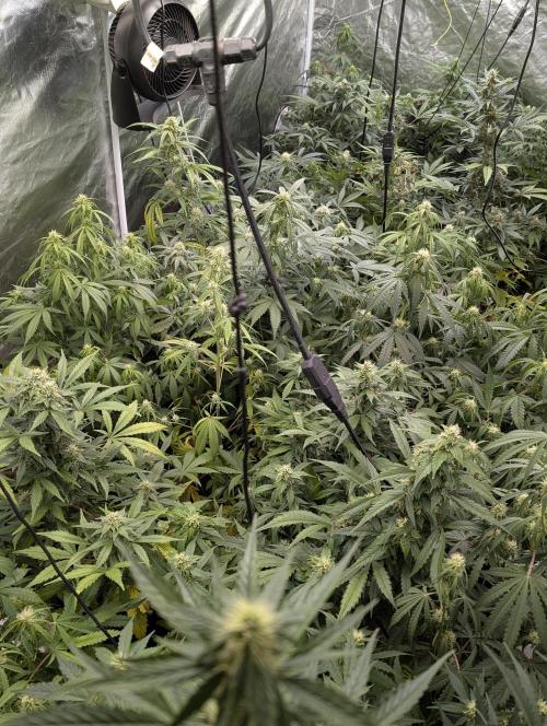 Kabul auto x5. Week 7