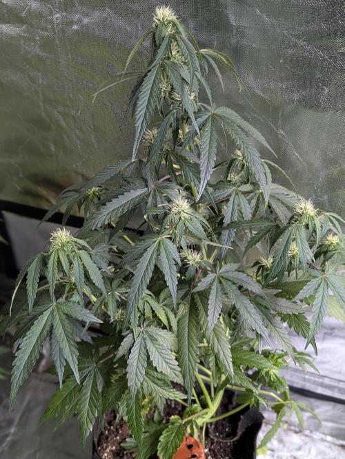 Strawberry Pie x4. Week 7 - N1