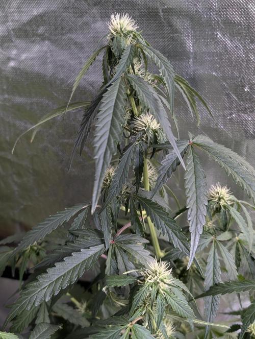 Strawberry Pie x4. Week 7 - N1