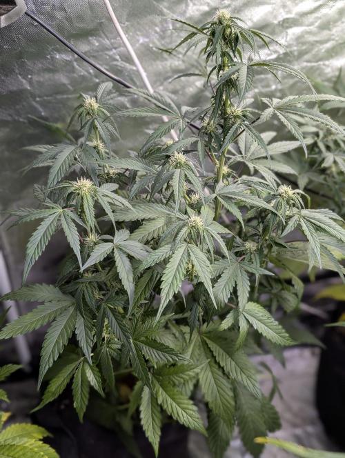 Strawberry Pie x4. Week 7 - N2